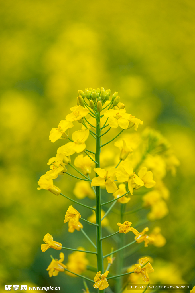 油菜花 