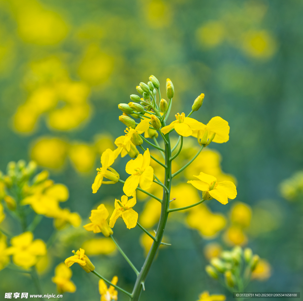 油菜花