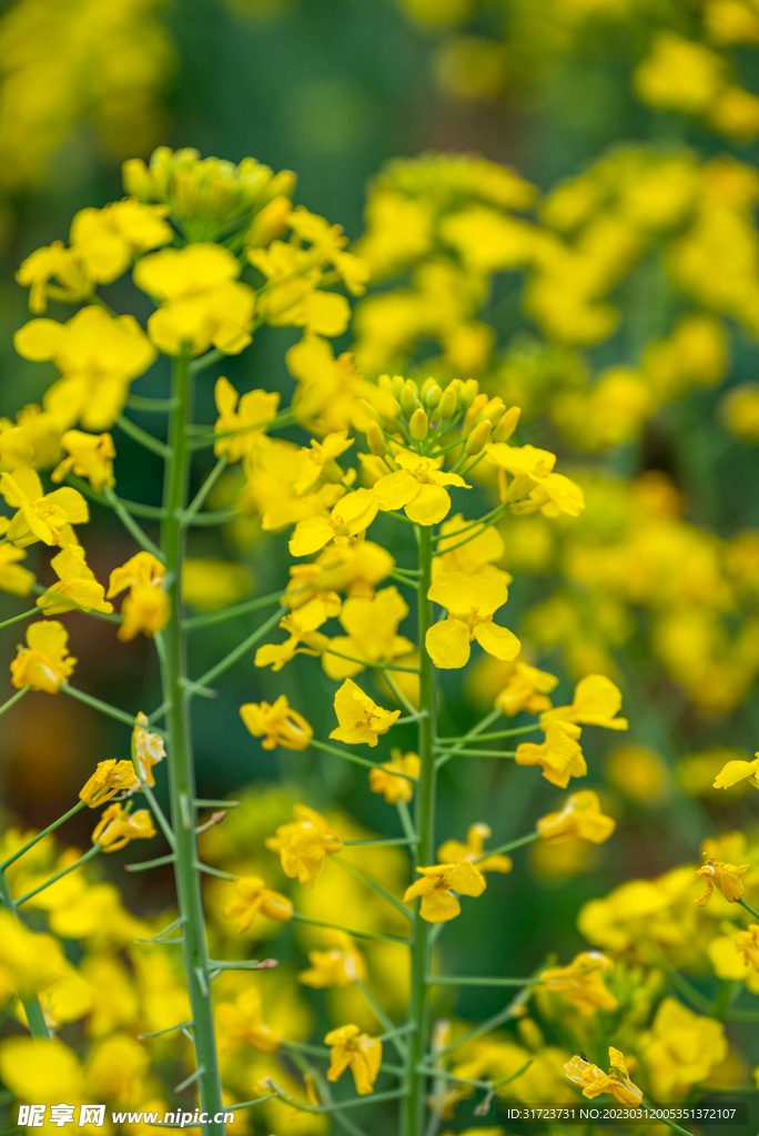 油菜花