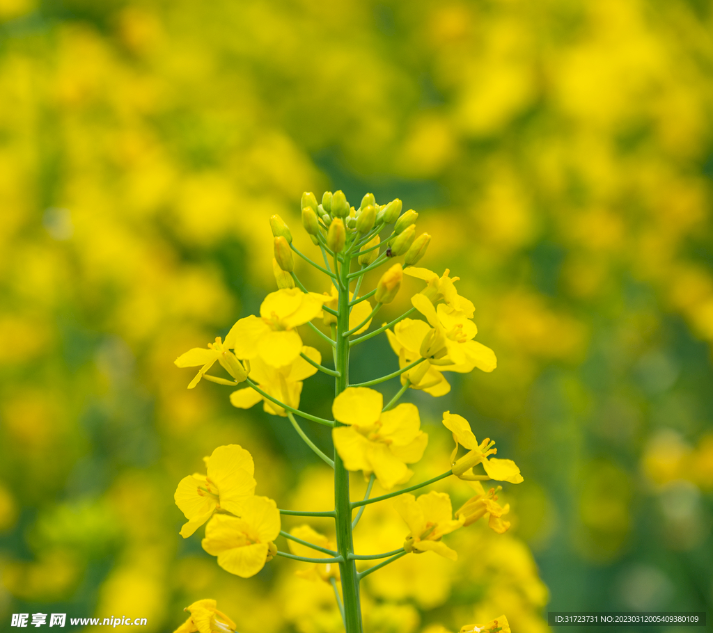 油菜花