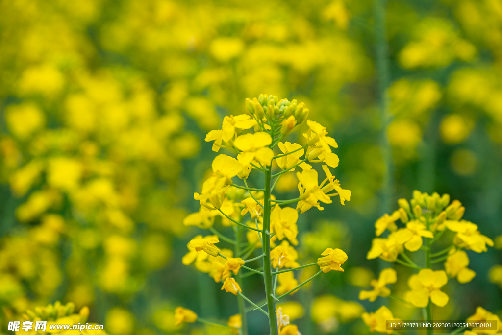 油菜花 