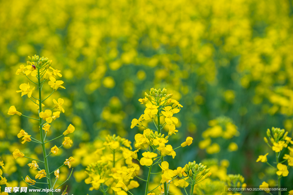 油菜花