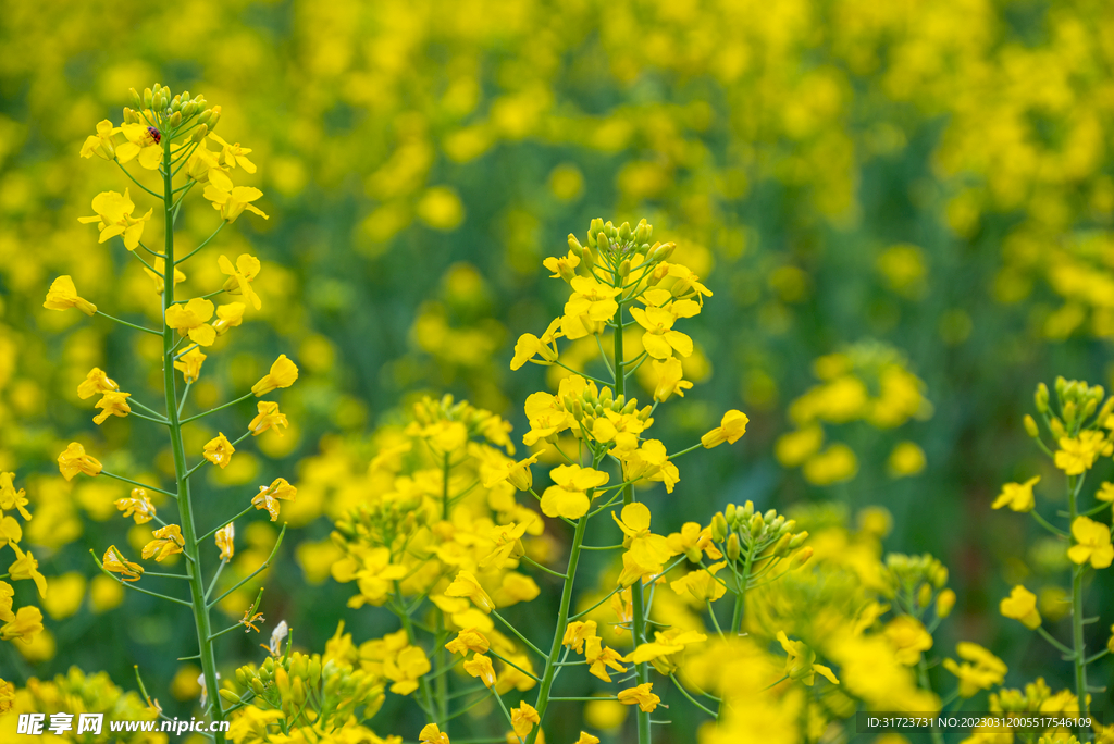 油菜花 