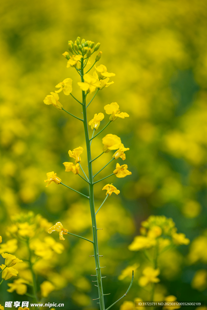 油菜花 