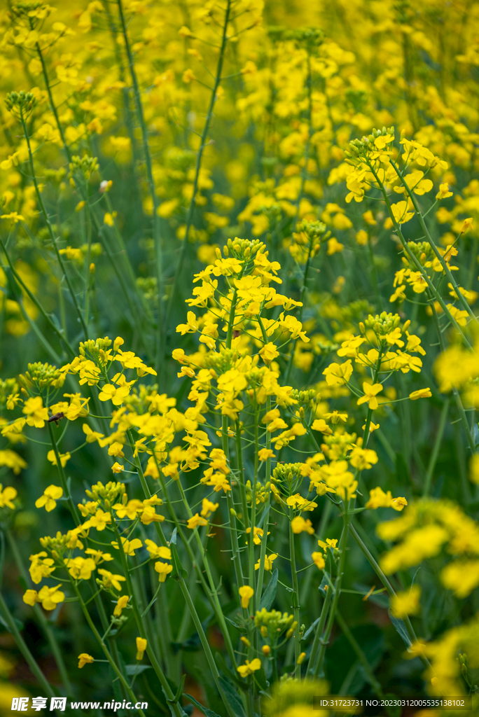 油菜花 