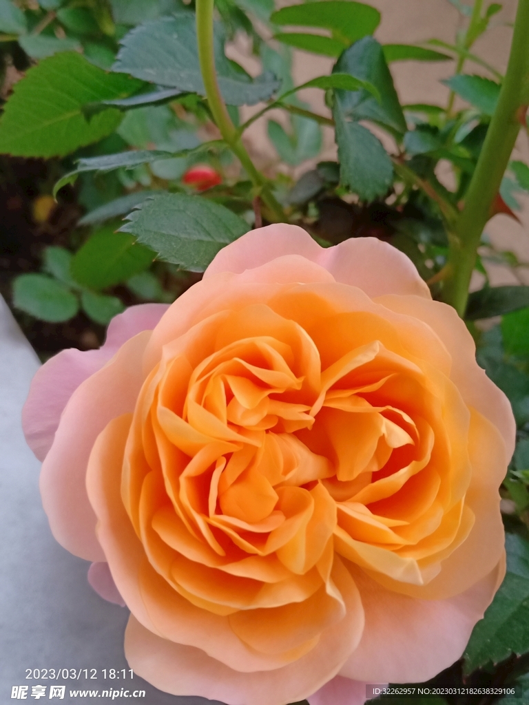 月季花