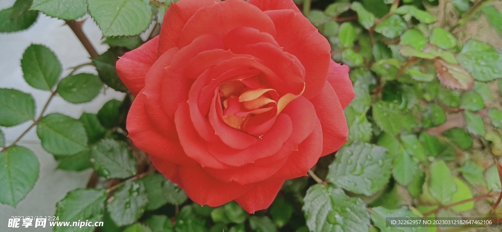 月季花