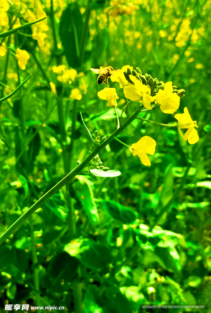 油菜花