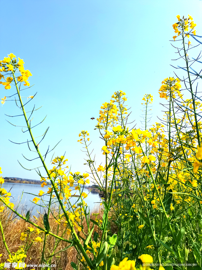 油菜花