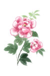 花卉