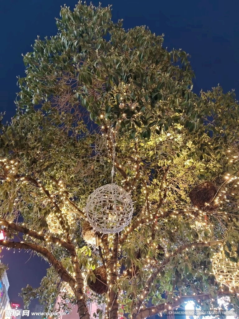 夜色的树木