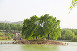 云门湖的柳树