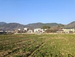 田野