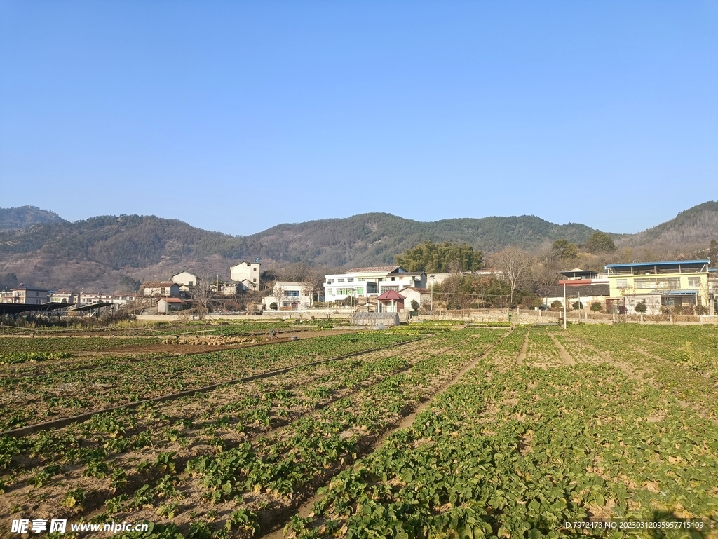 田野