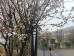 紫叶李