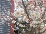 玉梅
