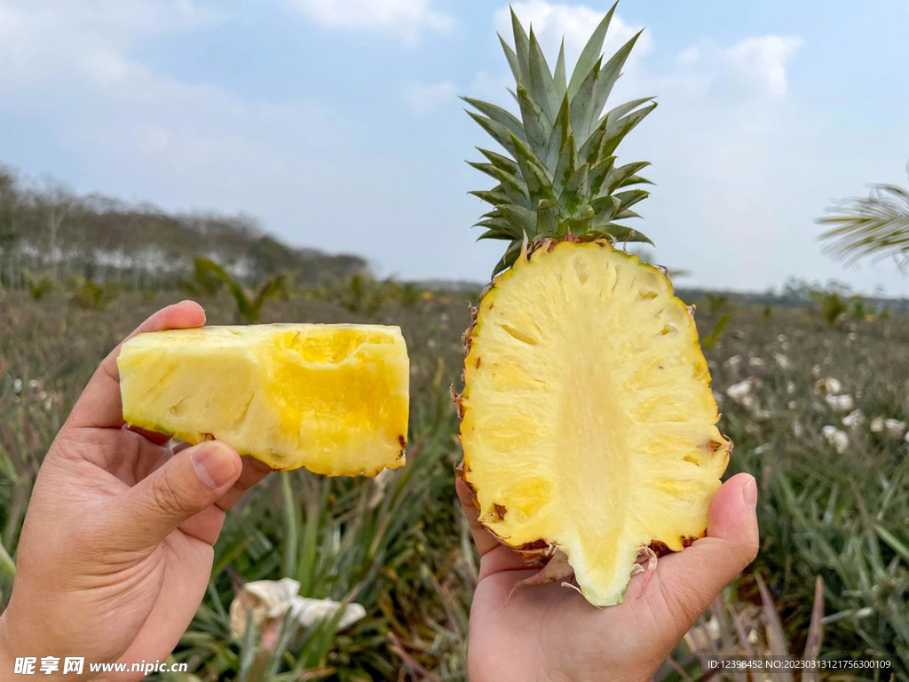 菠萝