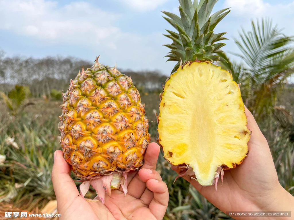 菠萝