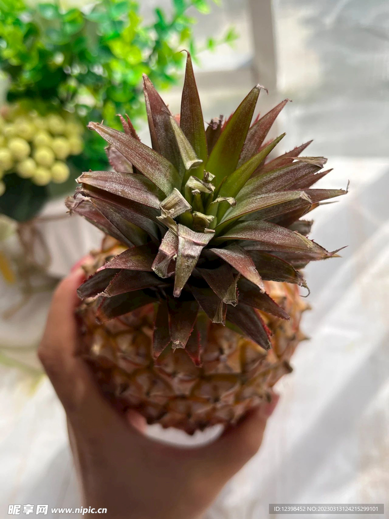 菠萝