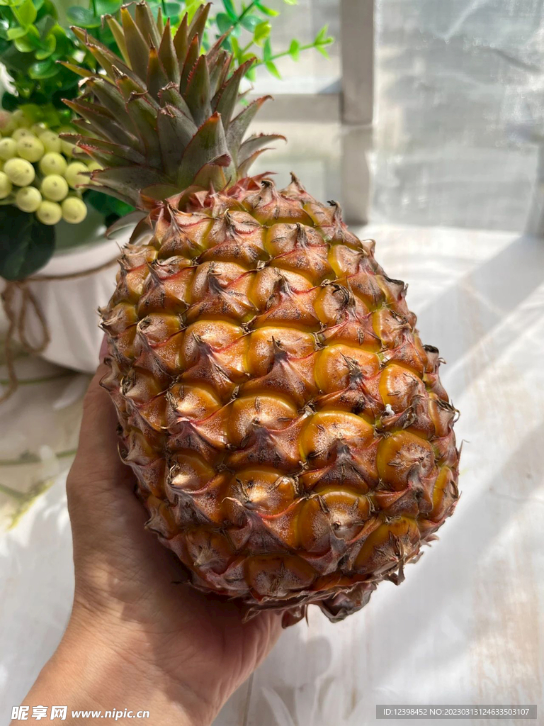 菠萝