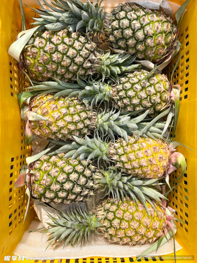 凤梨