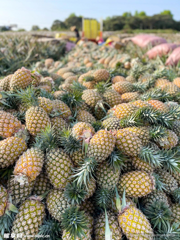 凤梨