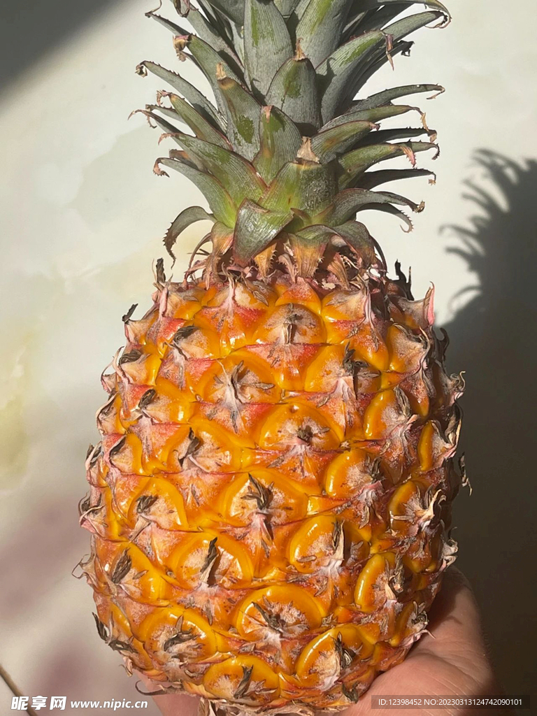 菠萝