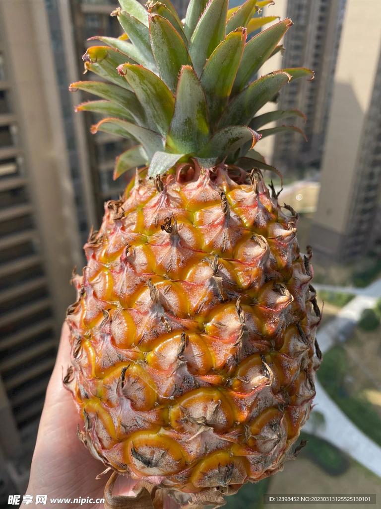 菠萝