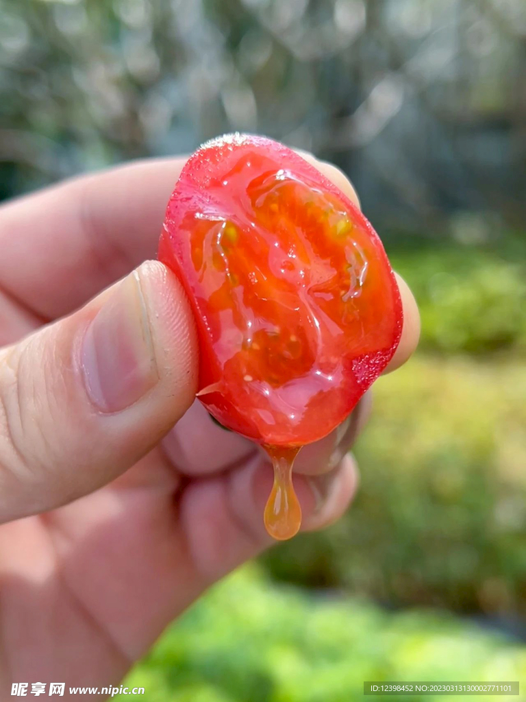 水果番茄