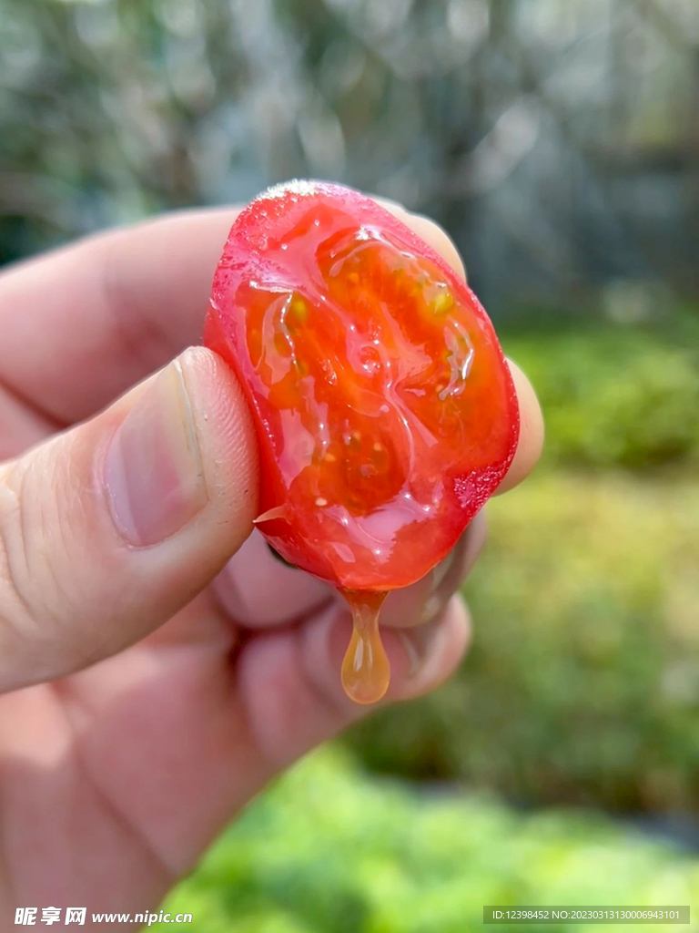 水果番茄