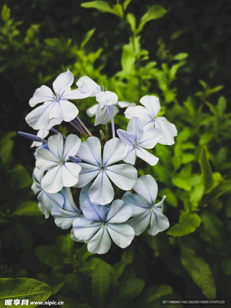 蓝花丹