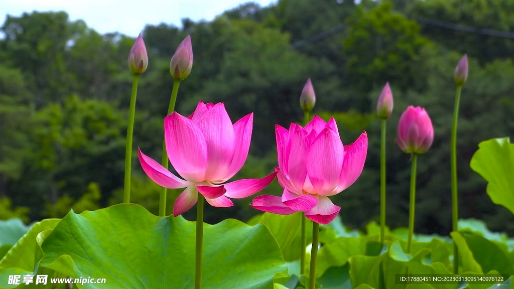 荷花