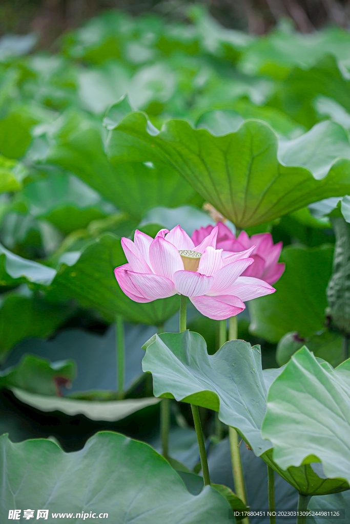 荷花