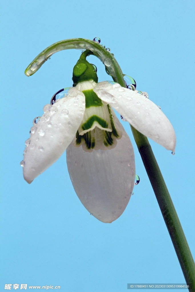 夏雪片莲