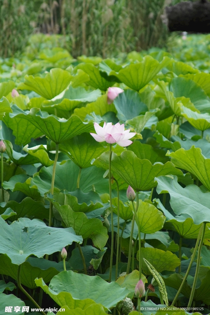 荷花