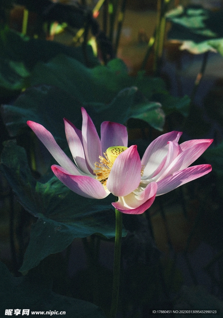 荷花