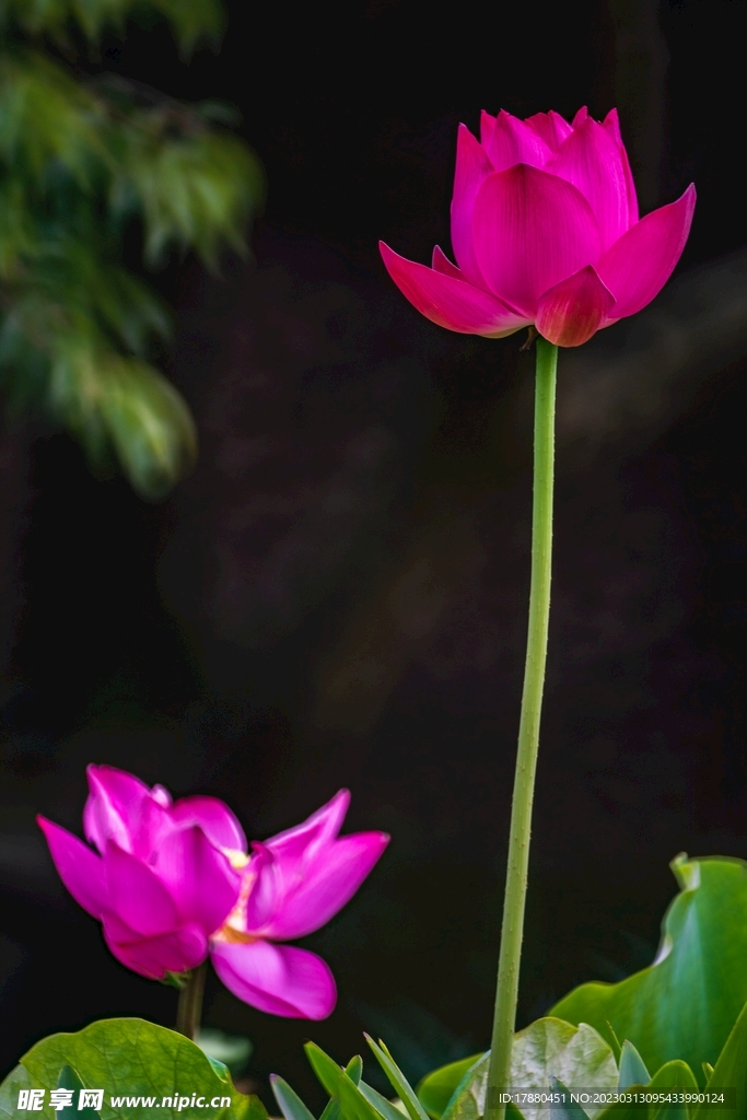 荷花