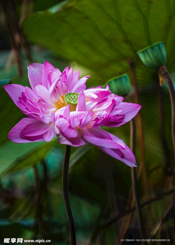 荷花