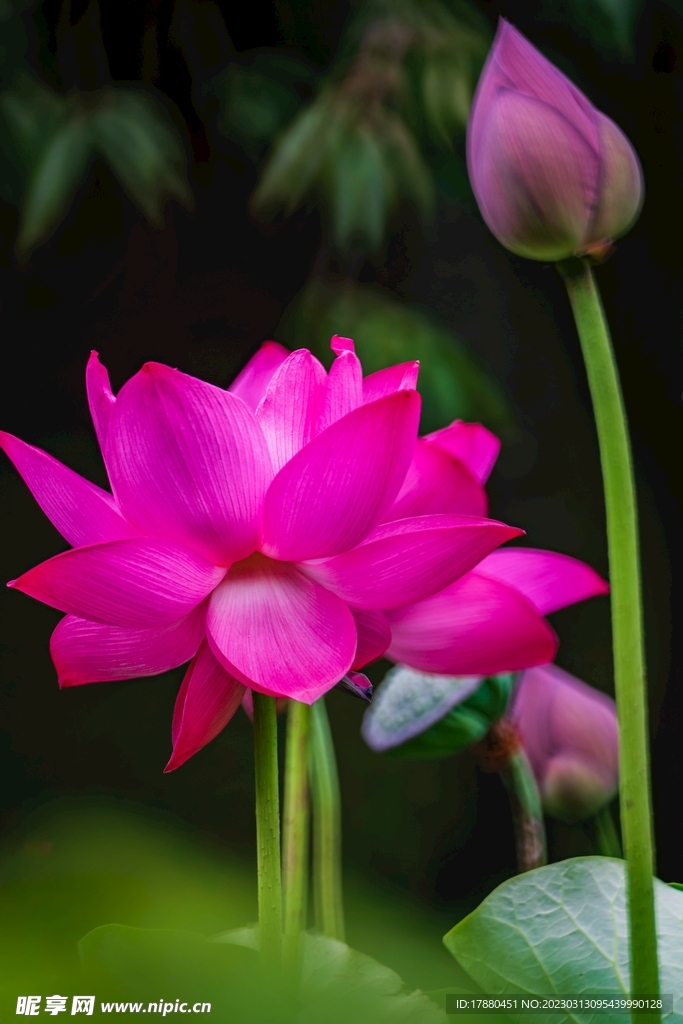 荷花