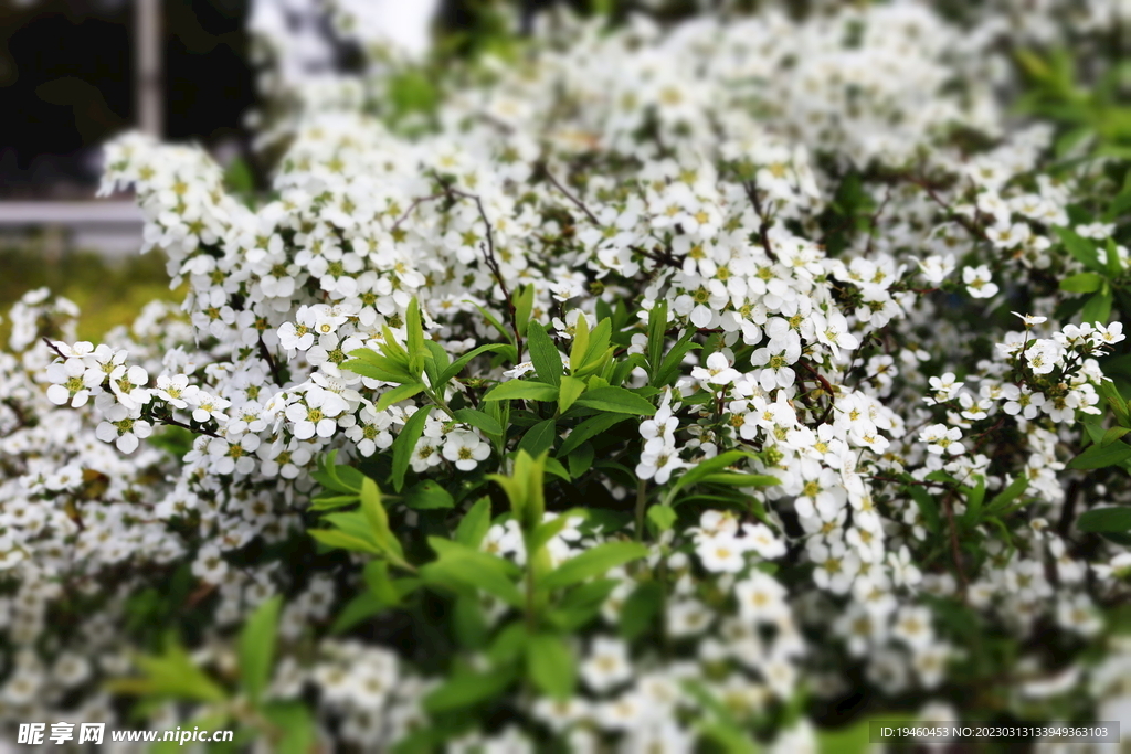 小花草