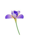 3D花卉鸢尾花