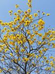 结香花树图片