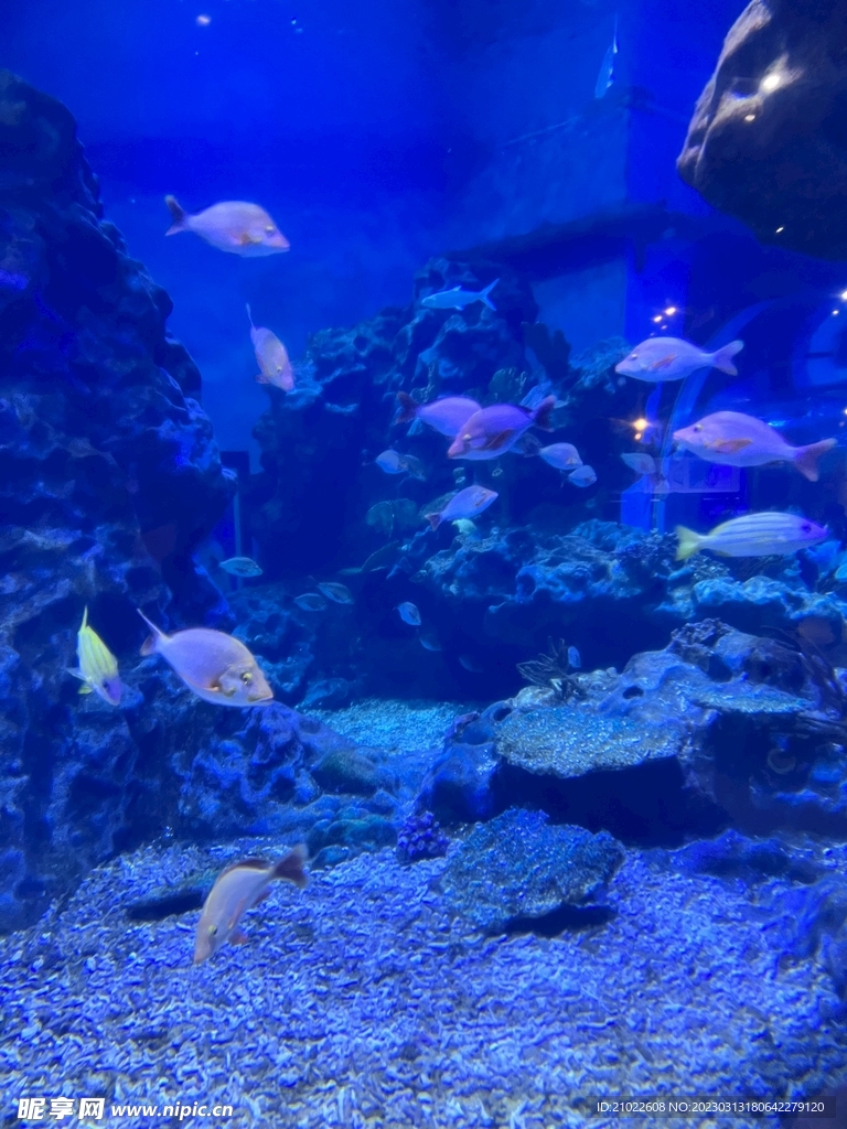 水族馆鱼