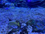 海底小鱼