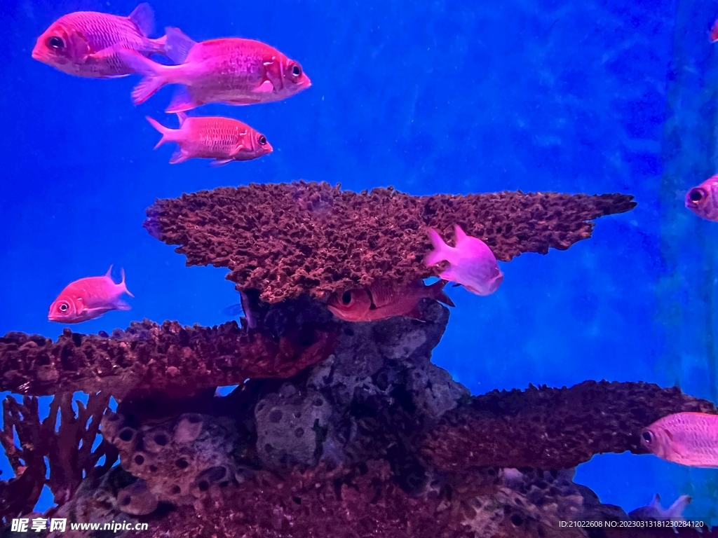 海鱼观赏鱼珊瑚