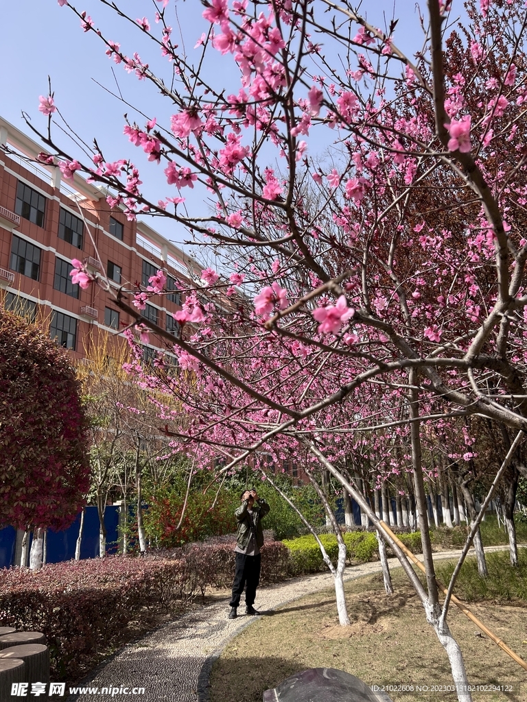 桃花