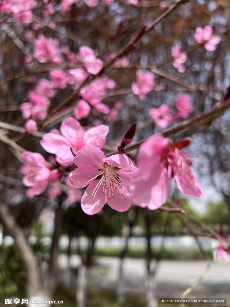 桃花