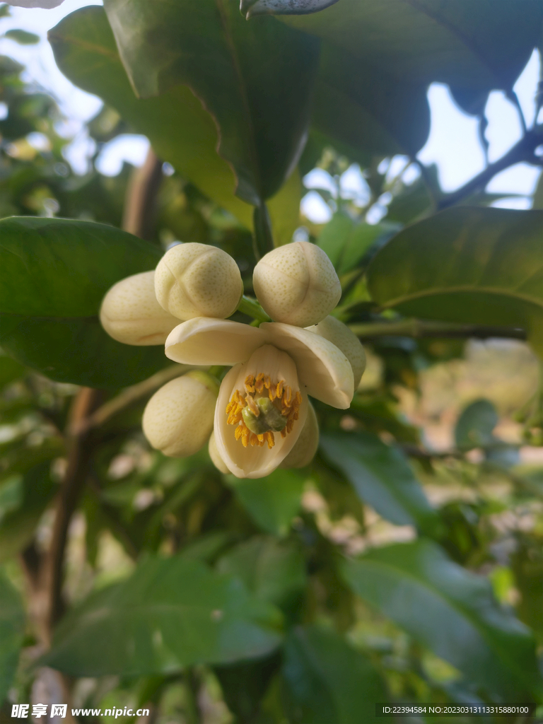 柚子花