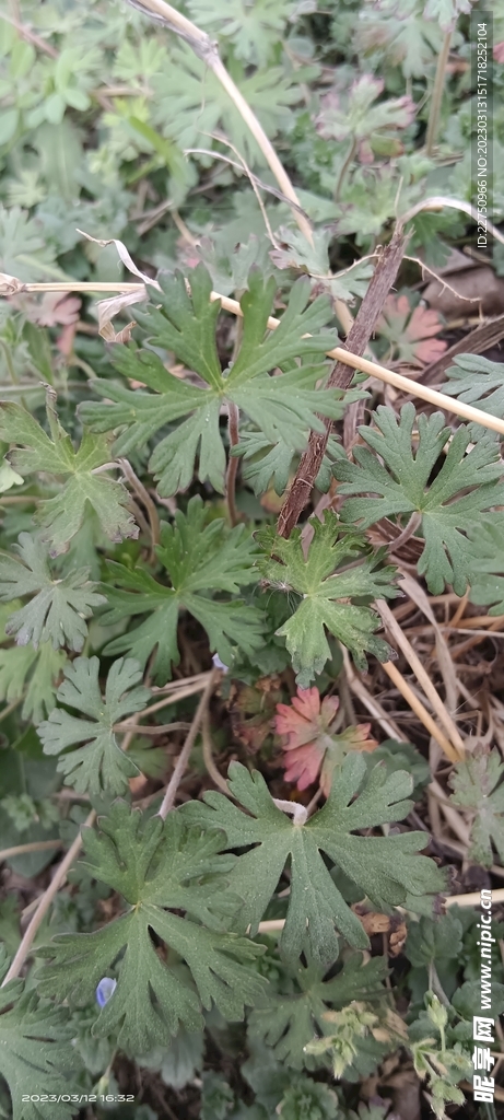 小草
