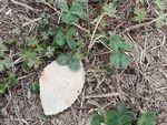 野草